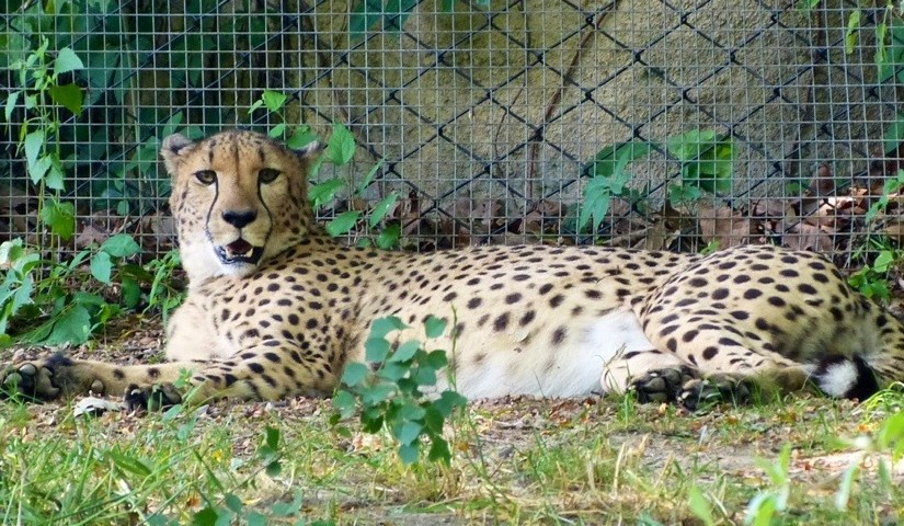 “Something tells me it’s all happening at the zoo”. Simon and&nbsp;Garfunkel