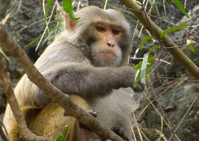 My sister Sue always wanted a pet monkey.  I tried to convince this one to come home with me.  