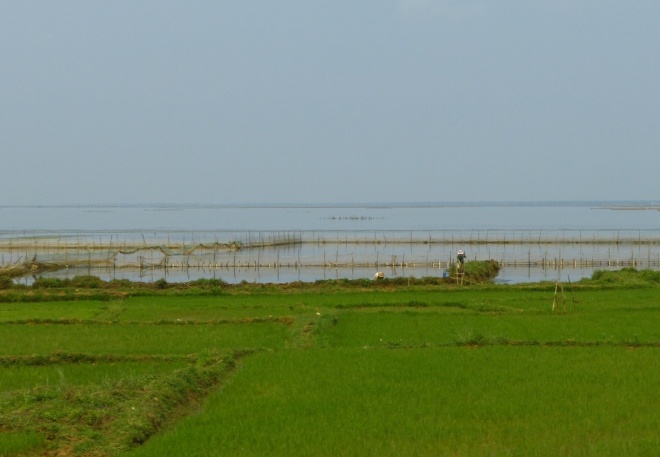 Women working in the rice paddies