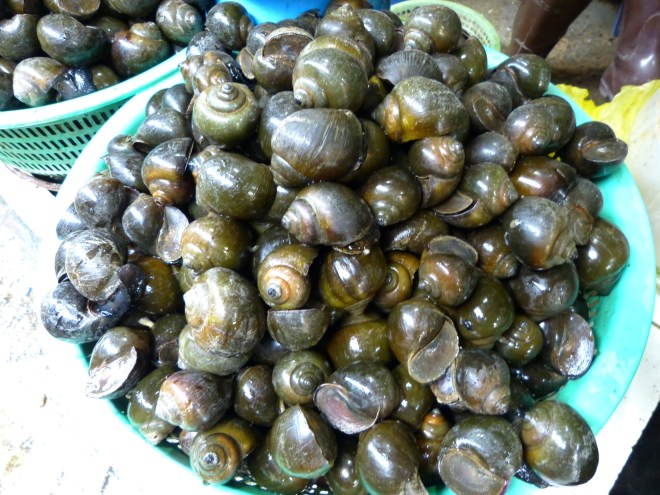 Didn't we pick these off rocks?