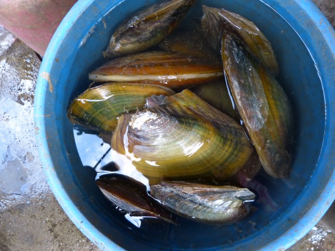 What would the Massachusetts term for these guys be?