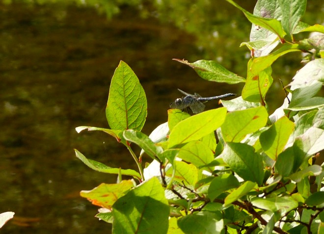 These guys really move--it was hard to get a clear shot.