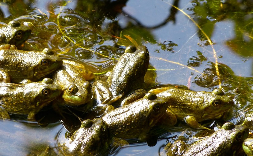 Day Trippin – Sunfish&nbsp;Pond