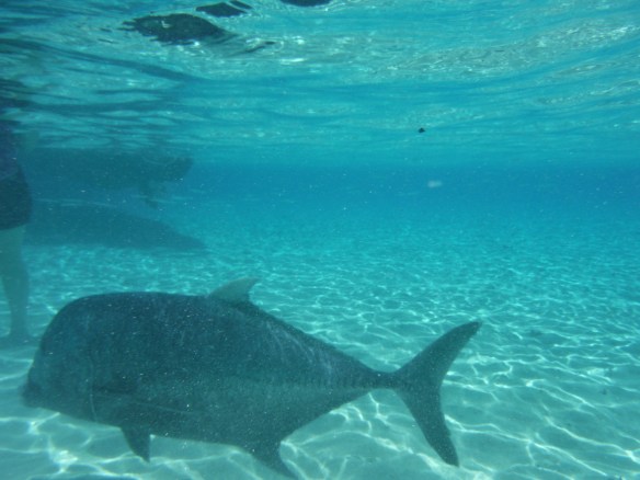 George, the giant trevally. The leg on the left gives you an idea of George's size and how close he came to us.