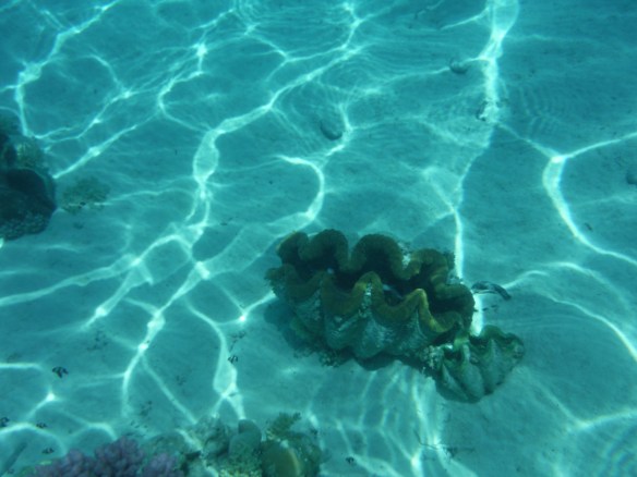 Another photo by Willy--the giant clam