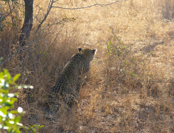 A leopard looking for breakfast