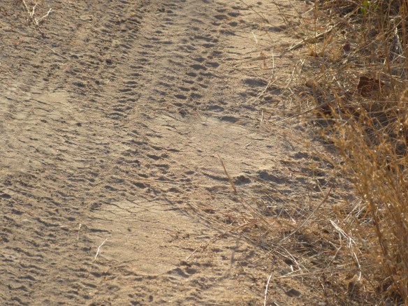 What animal do you think made THESE tracks?