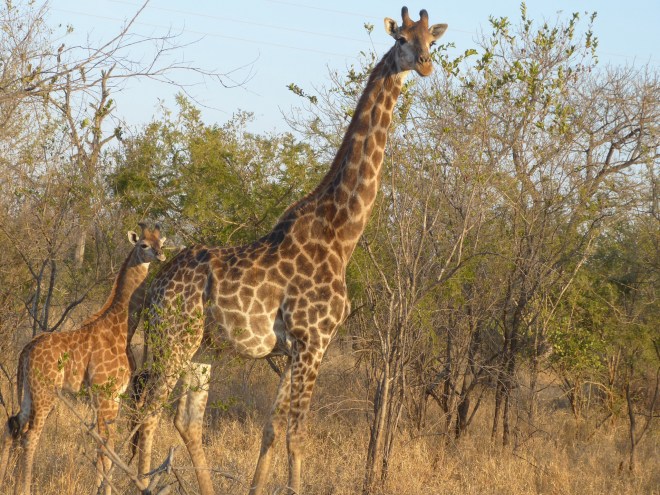 Do you know why a giraffe eats a few leaves from one tree, then moves to another, then another?