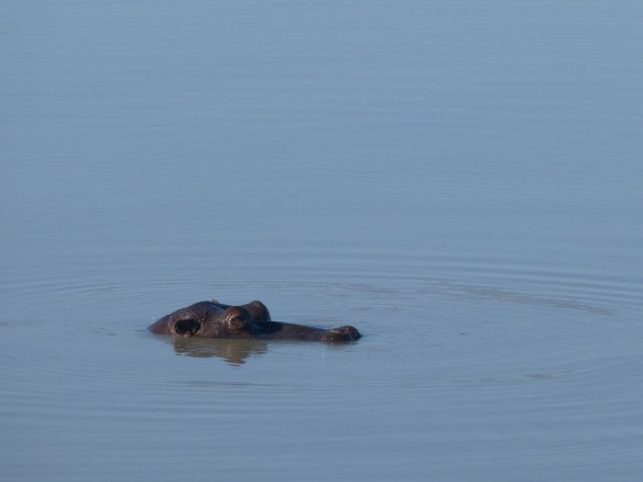 What do you think is under the water?