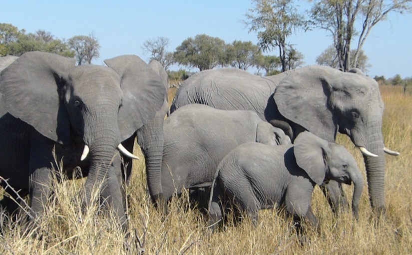 For All the&nbsp;Babies