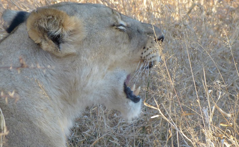 “Bungle in the Jungle” – Jethro&nbsp;Tull