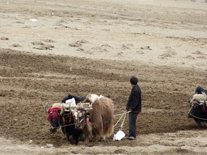 Farmers, plowing with their yaks