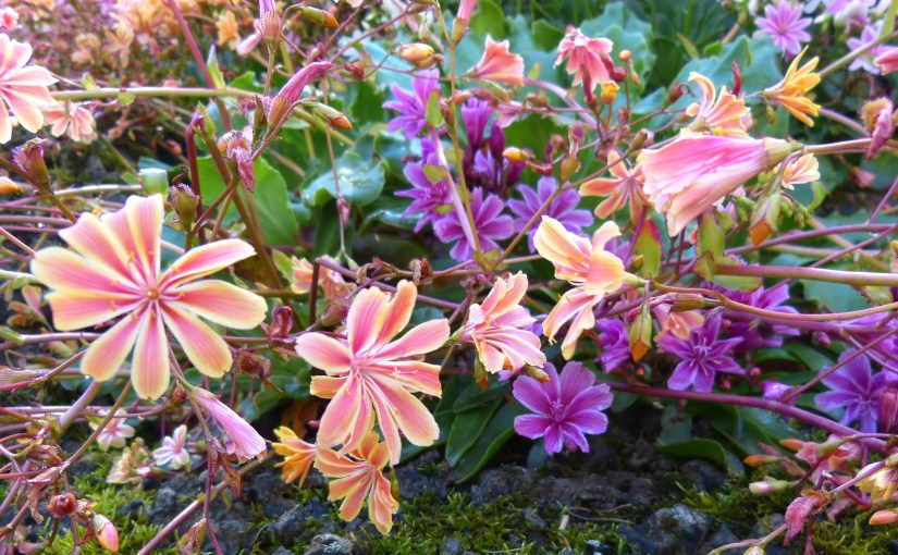 The Roads to Stykkishólmur and&nbsp;Akureyri