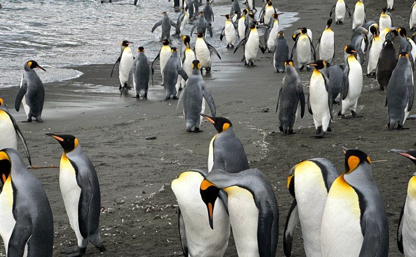 South Georgia Islands